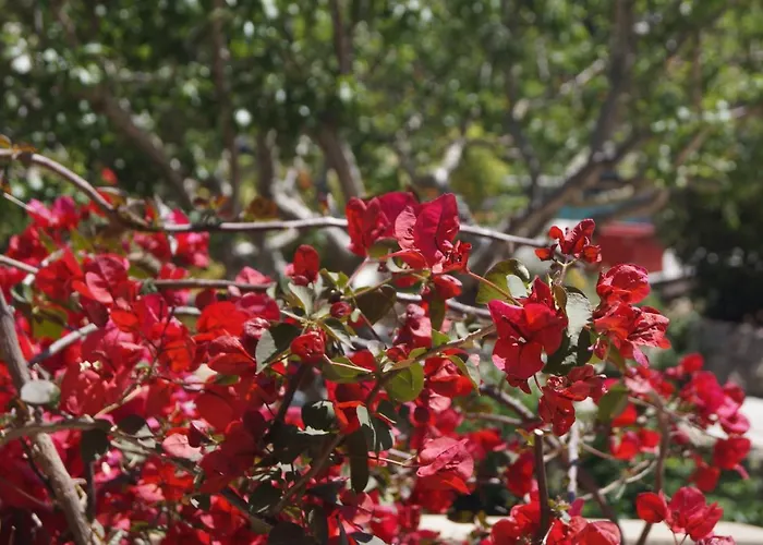 Les Jardins De Santa Giulia - Charmante Dhte 3* פורטו-וישיו